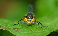 Red-eyed Damselfly (Female, Erythromma najas)